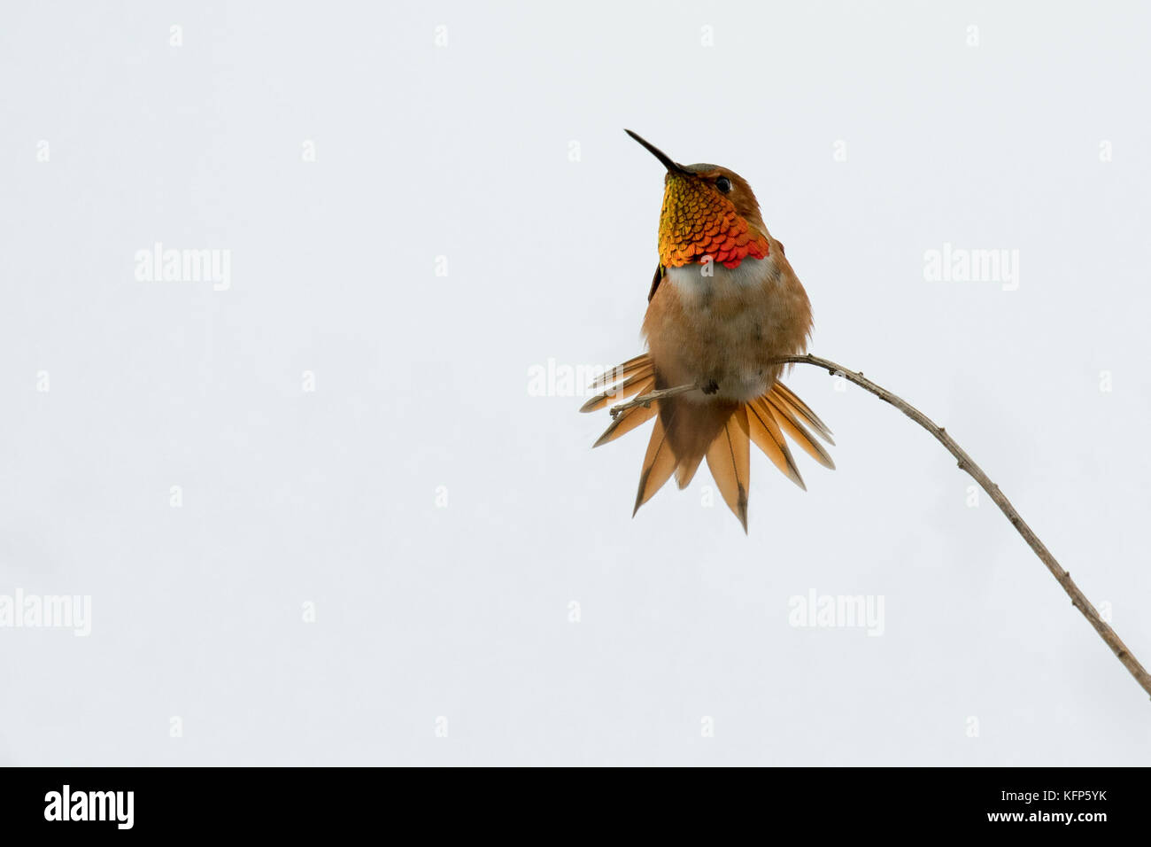 Hummingbird Flirting Stock Photo