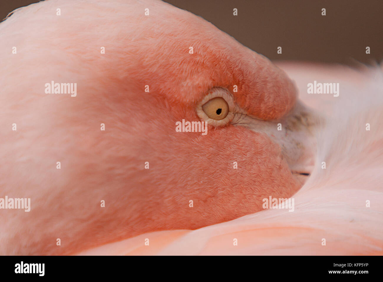 The Eye of the Pink Flamingo Stock Photo