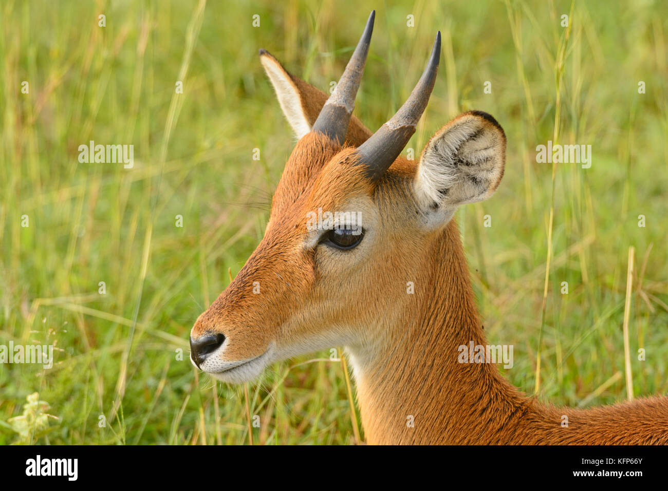 Oribi onteh Plains of Murchison Falls National Park in Uganda Stock Photo