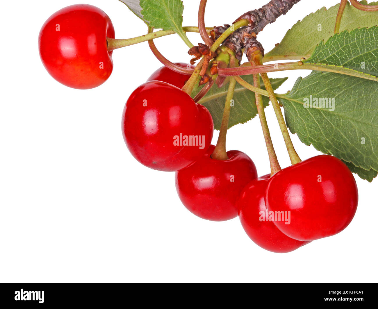 Branch with several leaves and ripe, red, fresh fruits of sour cherry (Prunus cerasus) isolated against a white background Stock Photo