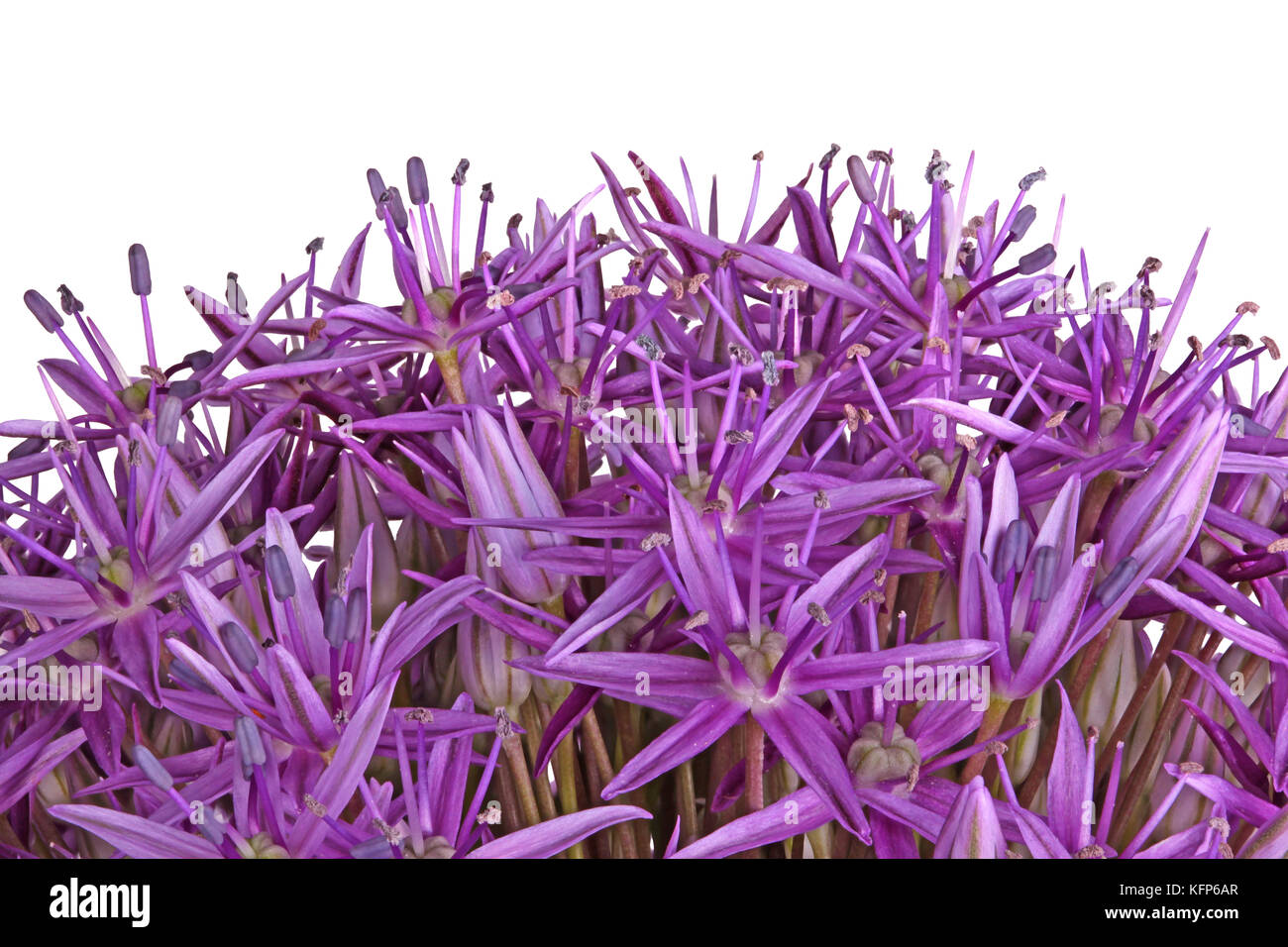 Many purple flowers of the ornamental onion (Allium giganteum) cultivar Globemaster isolated against a white background Stock Photo