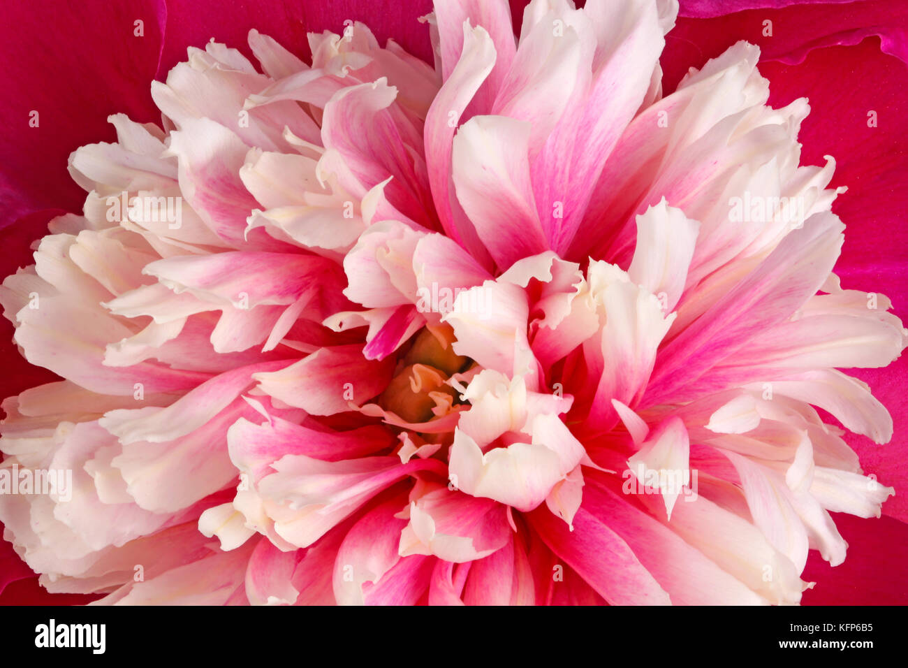 Closeup of a pink, red and white anemone-form peony (Paeonia lactiflora) flower fills the frame Stock Photo
