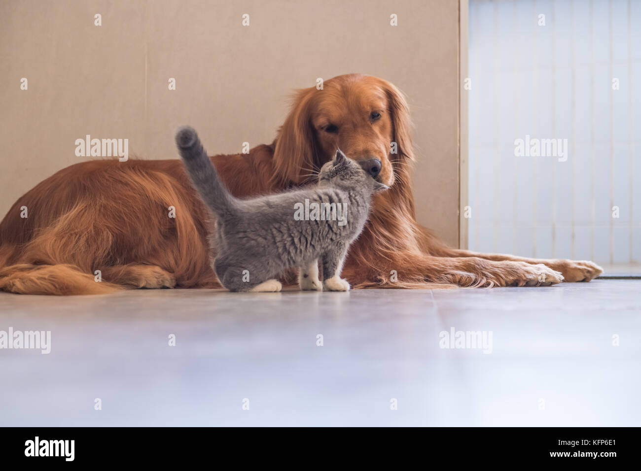 Golden Retriever And British Shorthair Cat Stock Photo 164601193