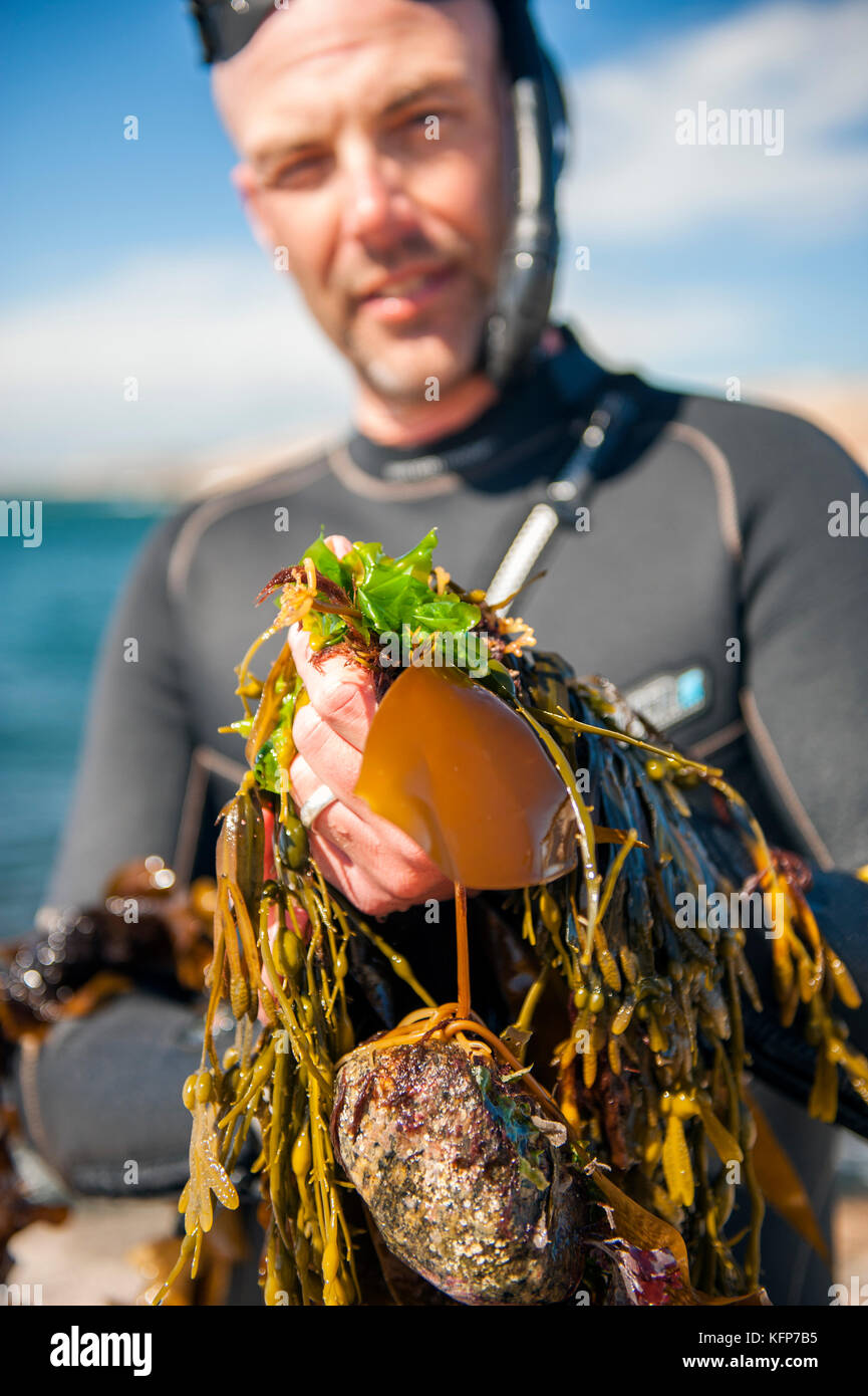 Kelp forager Jonas Pettersson from Catxalot at Tjurpannan Nature Reserve in Havstenssund, West Sweden. Stock Photo