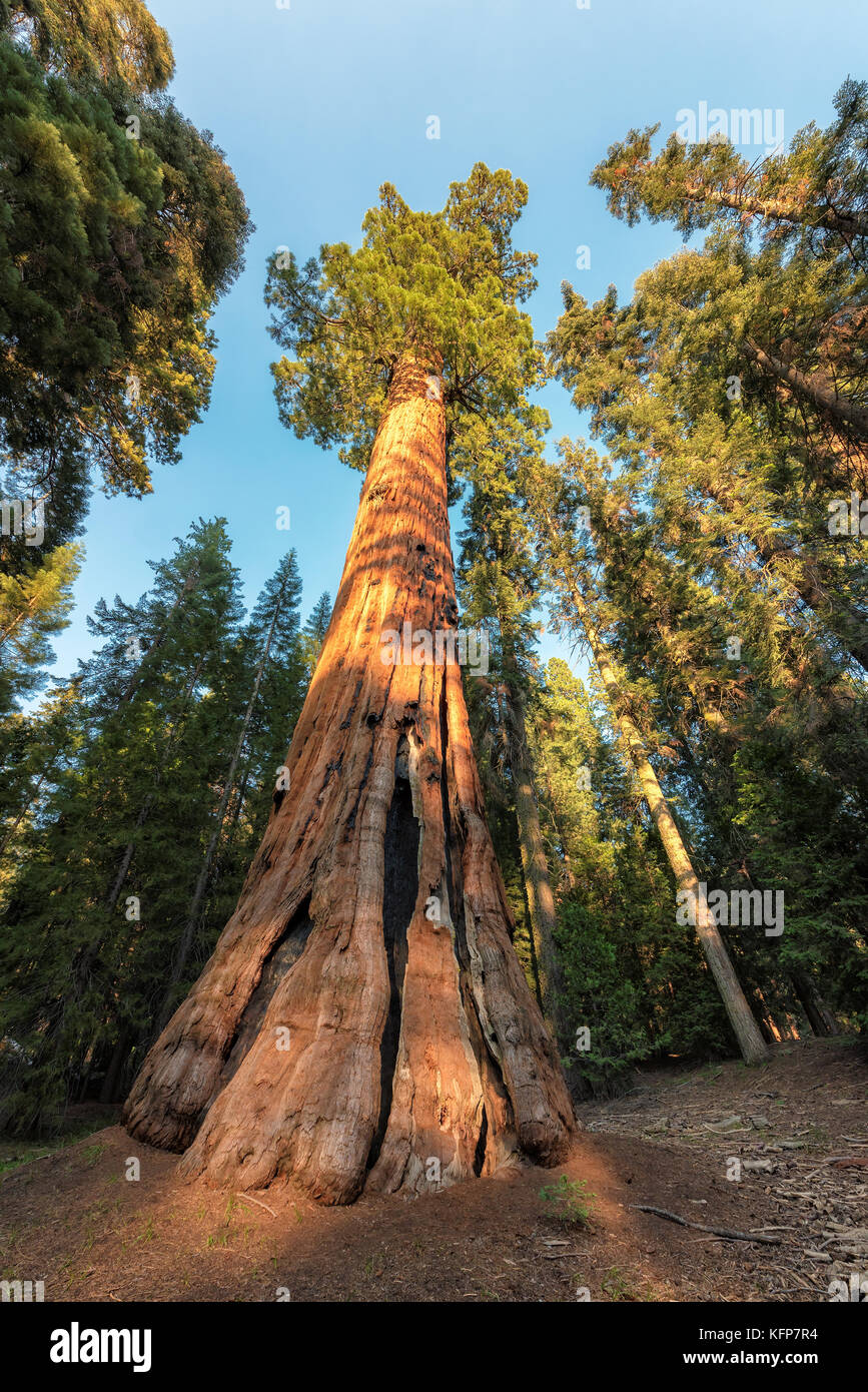 Redwood tree california hires stock photography and images Alamy