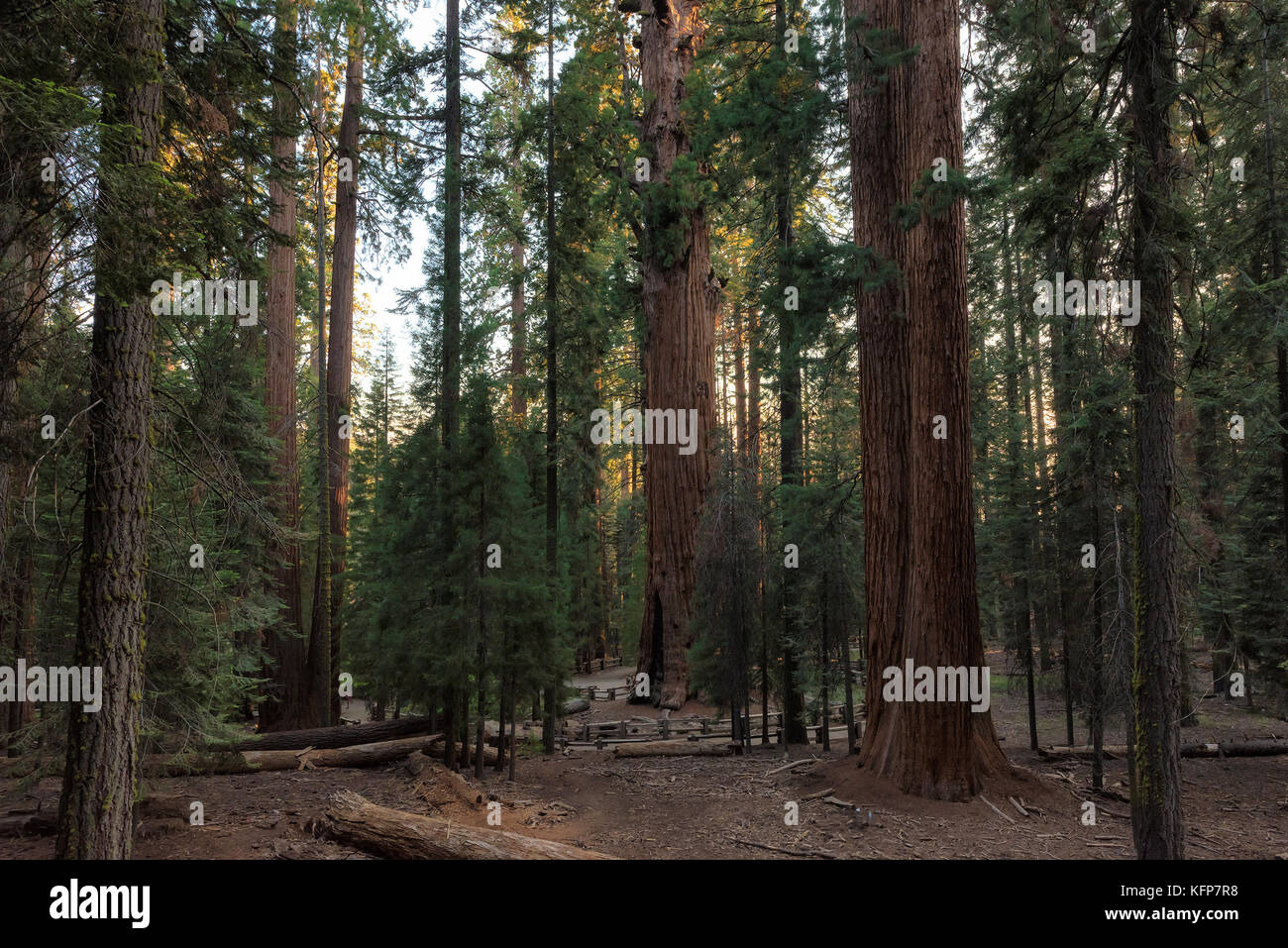 Redwood Trees in Sequoia National Park, California Stock Photo Alamy