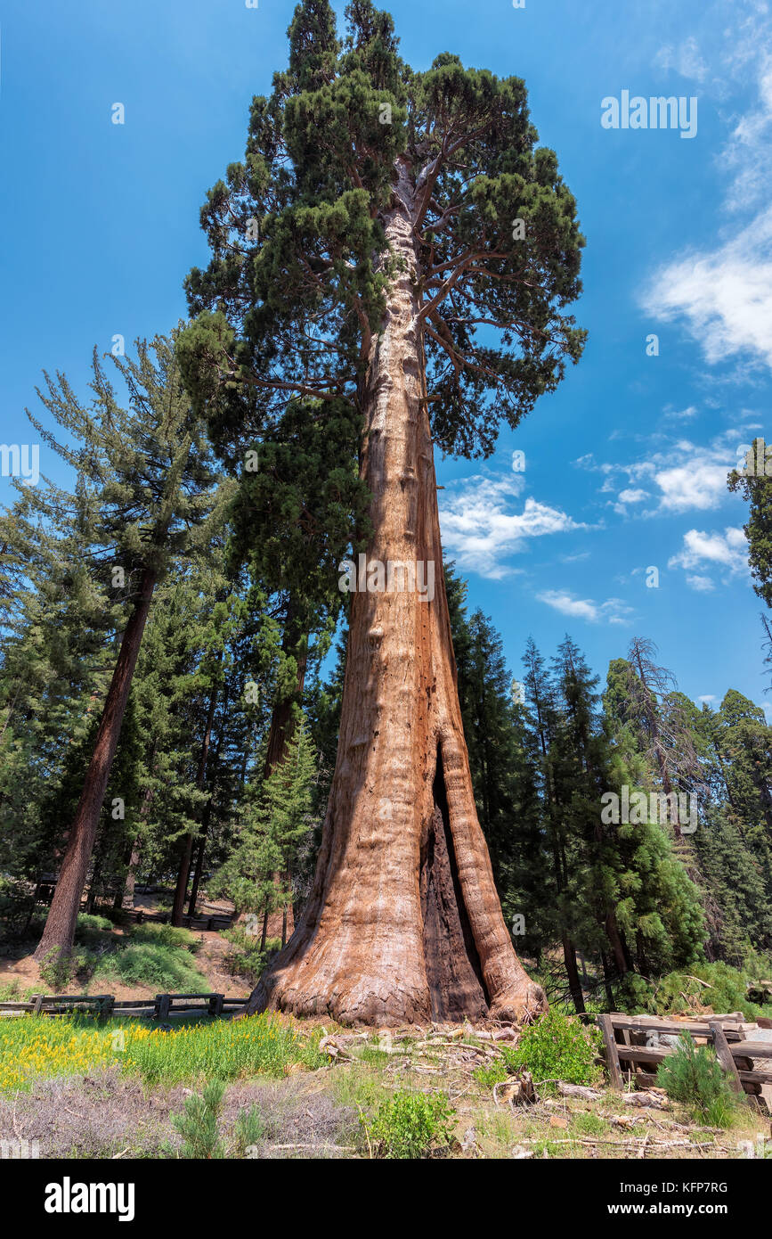 Redwood Trees in Sequoia National Park, California. Stock Photo