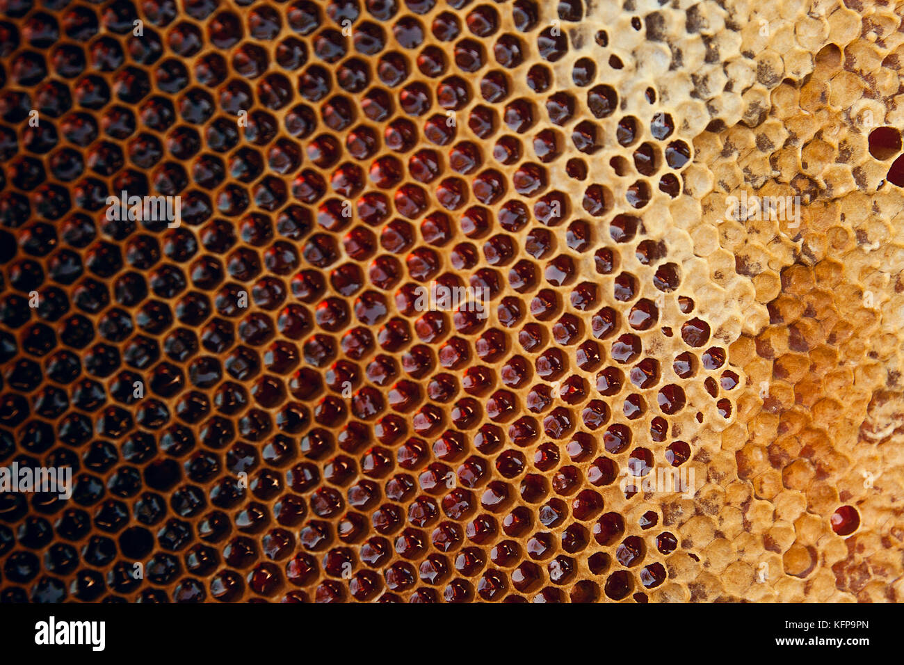 Honeycomb close up texture hi-res stock photography and images - Alamy
