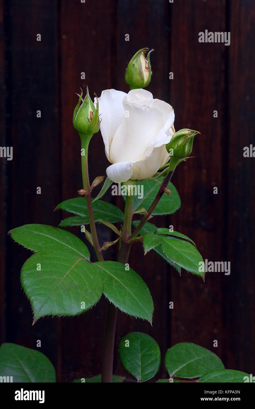 Delicate white rose opens hi-res stock photography and images - Alamy