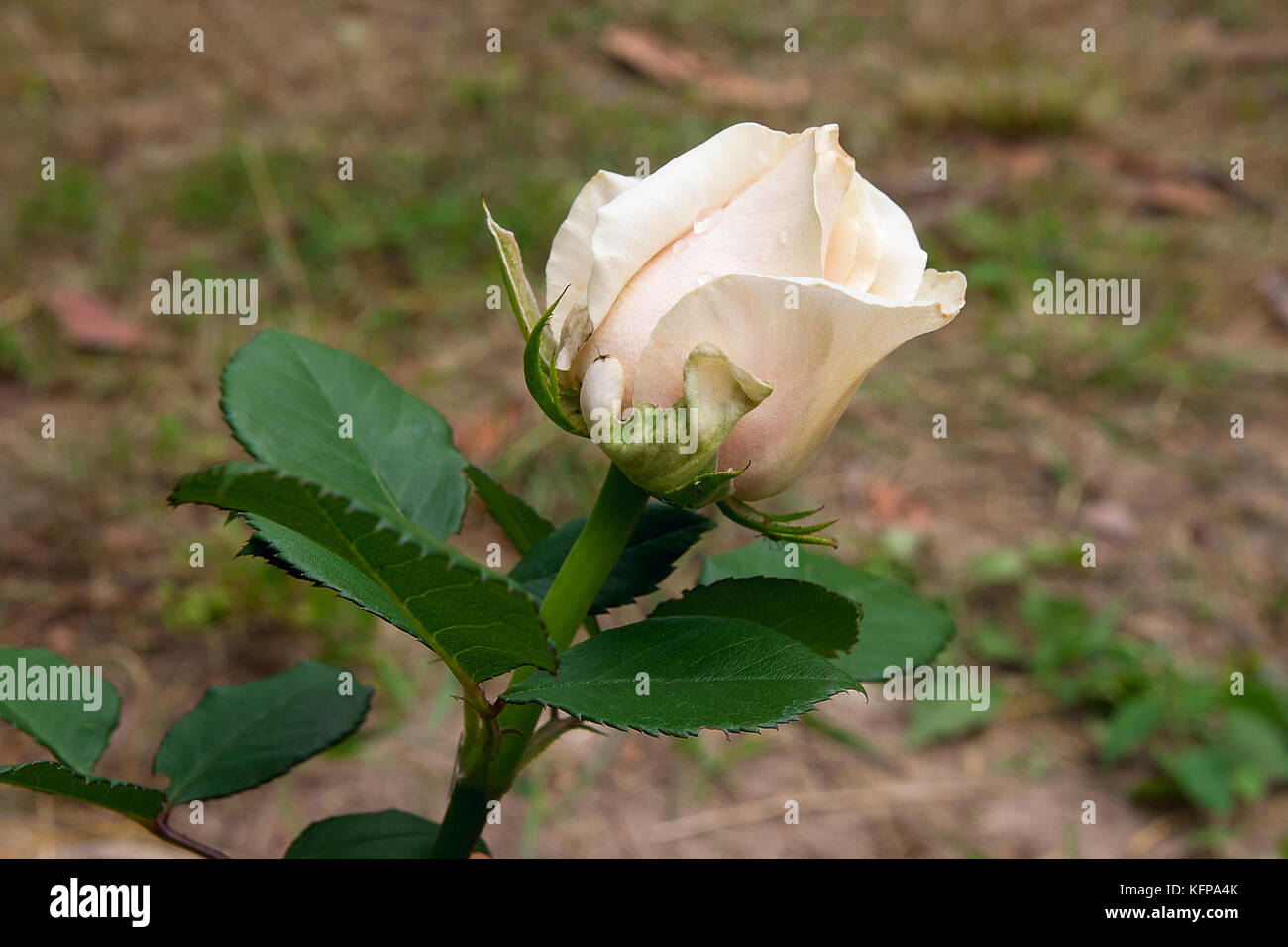 Delicate white rose opens hi-res stock photography and images - Alamy
