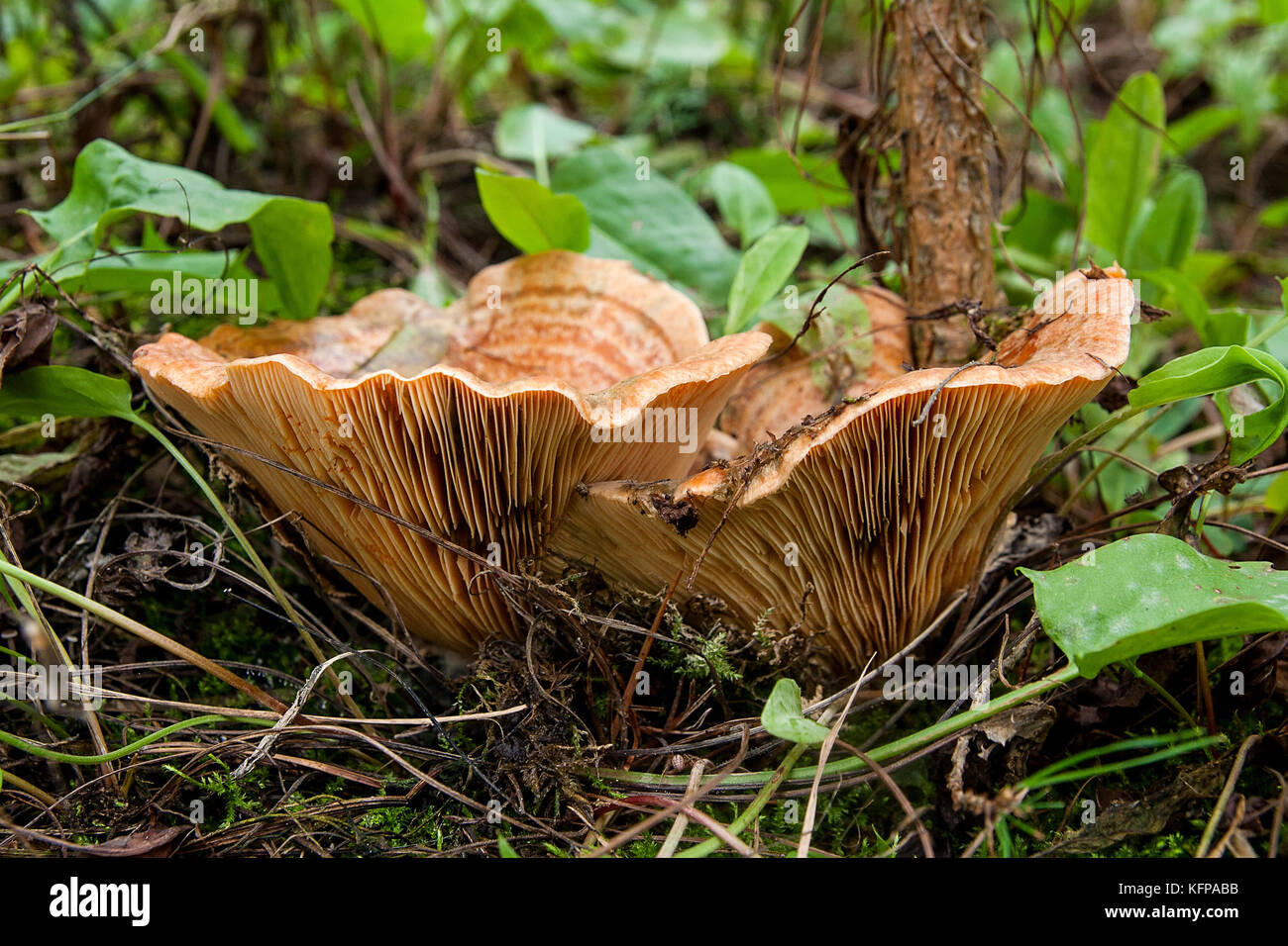 Edible Orange Milk Cap, or False Saffron Milk Cap mushroom, Lactarius deterrimus, among needles