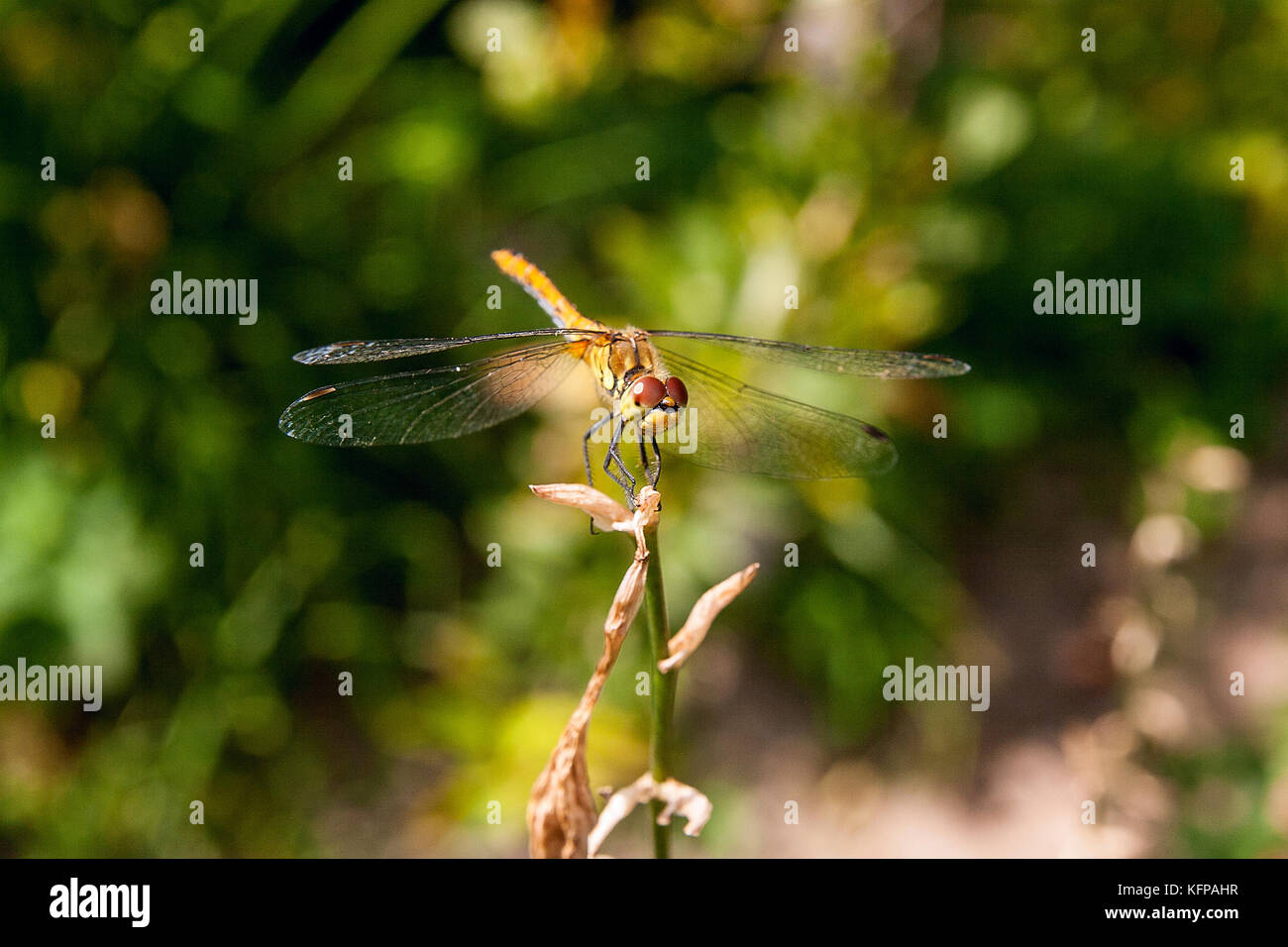 Dragonfly sitting on dry branch. Beautiful dragonfly or Sympetrum ...