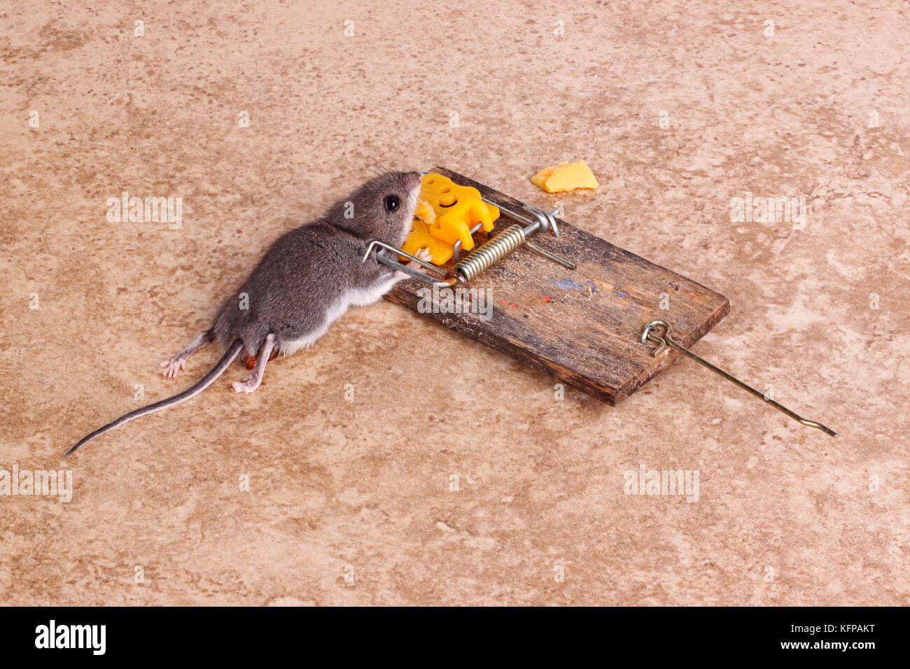 Common house mouse (Mus musculus) killed in a spring-loaded bar snap trap on a tile floor background Stock Photo
