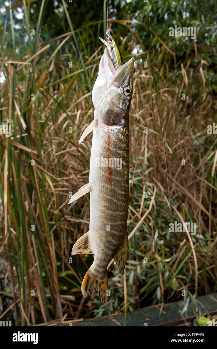 Pike lure hi-res stock photography and images - Alamy