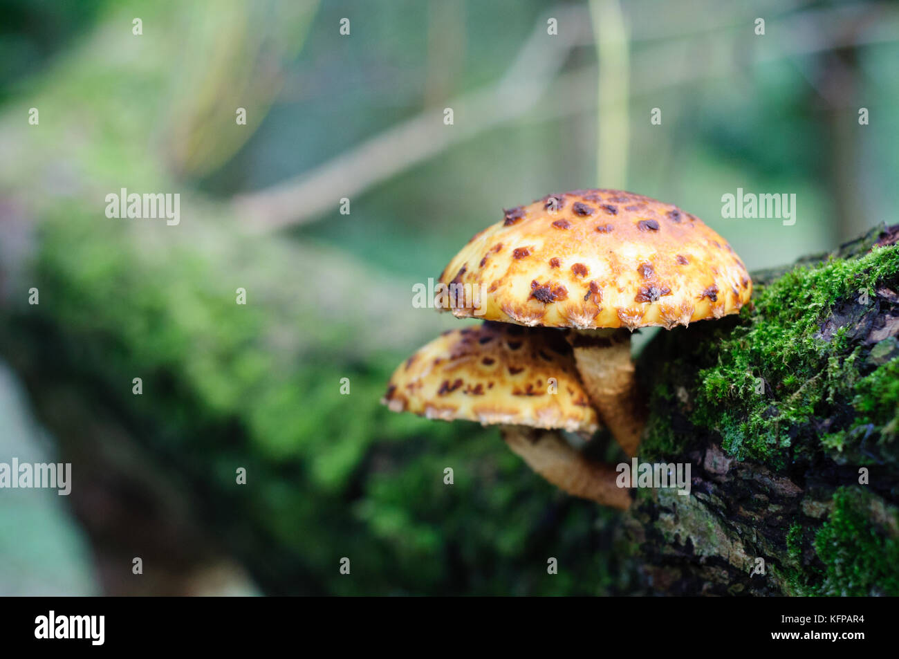 Yellow and brown spotted mushroom on a moss covered tree trunk Stock Photo
