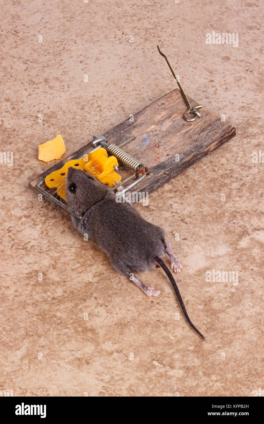 Common house mouse (Mus musculus) killed in a spring-loaded bar snap trap on a tile floor background Stock Photo