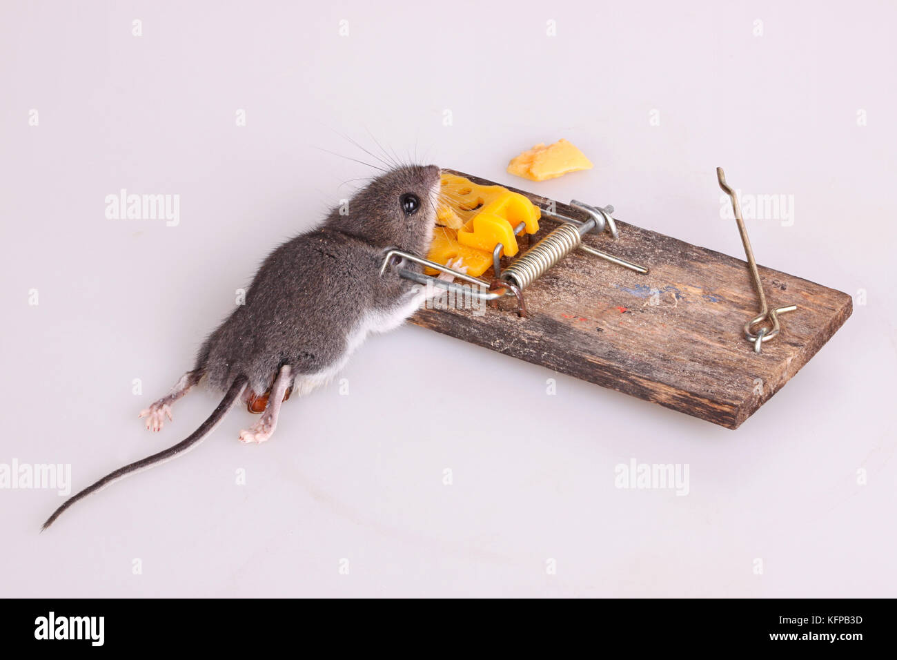 Common house mouse (Mus musculus) killed in a spring-loaded bar snap trap on a white background Stock Photo