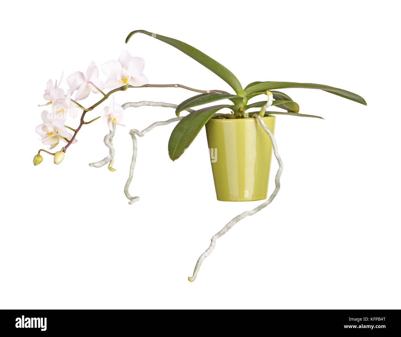 Spray of yellow and white flowers on a Phalaenopsis orchid plant and aerial roots growing in a green clay pot isolated against a white background Stock Photo