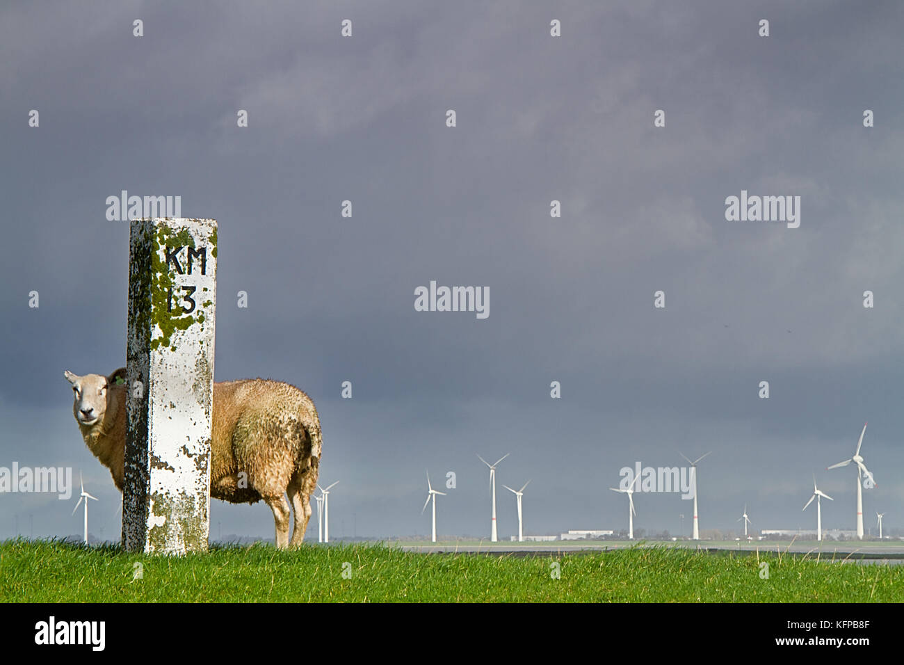 Sheep under a dark sky on a dike behind an old milestone with number 13, in the background new windmills Stock Photo