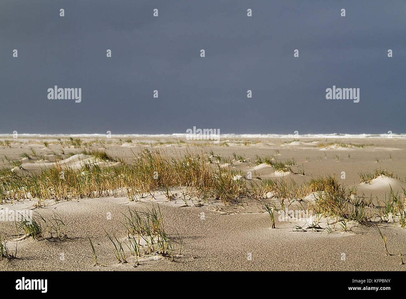 Dune forming on a stormy beach: Sand couch (Elytrigia juncea ) catches sand and forms embryonic dunes. Dark sky above the sea Stock Photo
