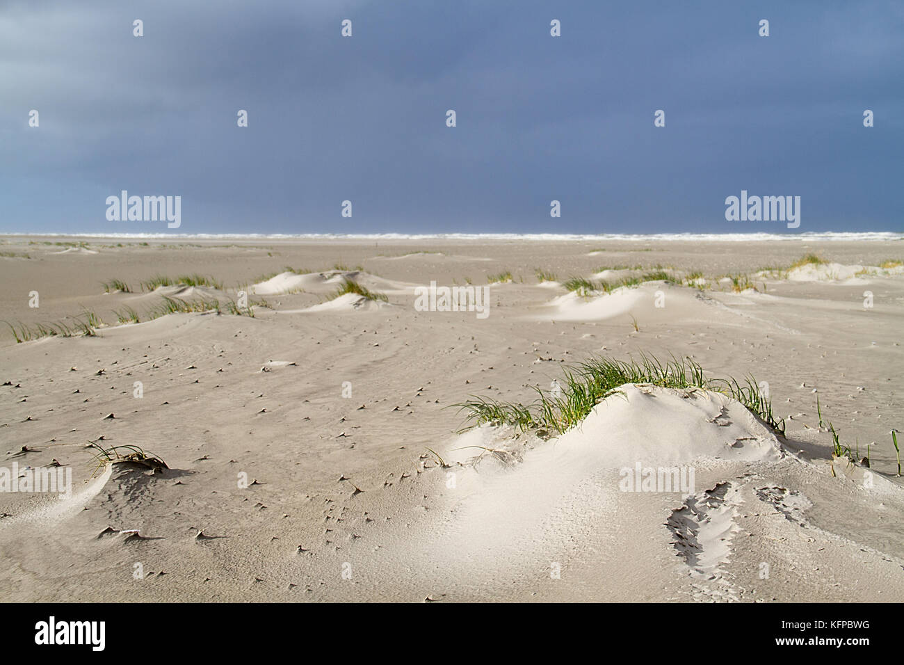 Dune forming on a stormy beach: Sand couch (Elytrigia juncea ) catches sand and forms embryonic dunes. Dark sky above the sea Stock Photo