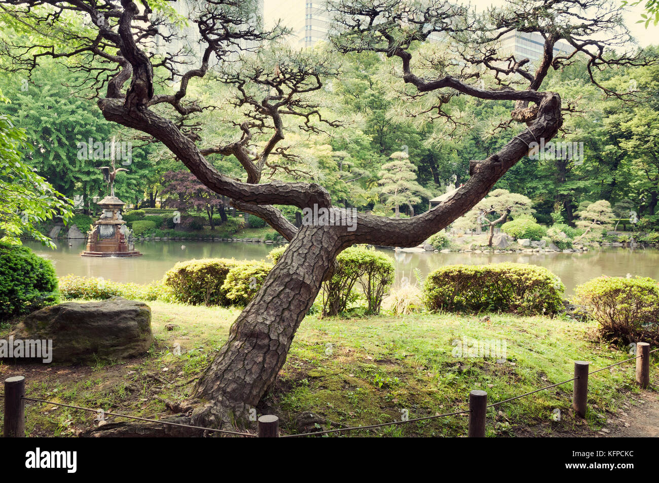 scenic Japanese pine tree in city park in Tokyo, Japan Stock Photo