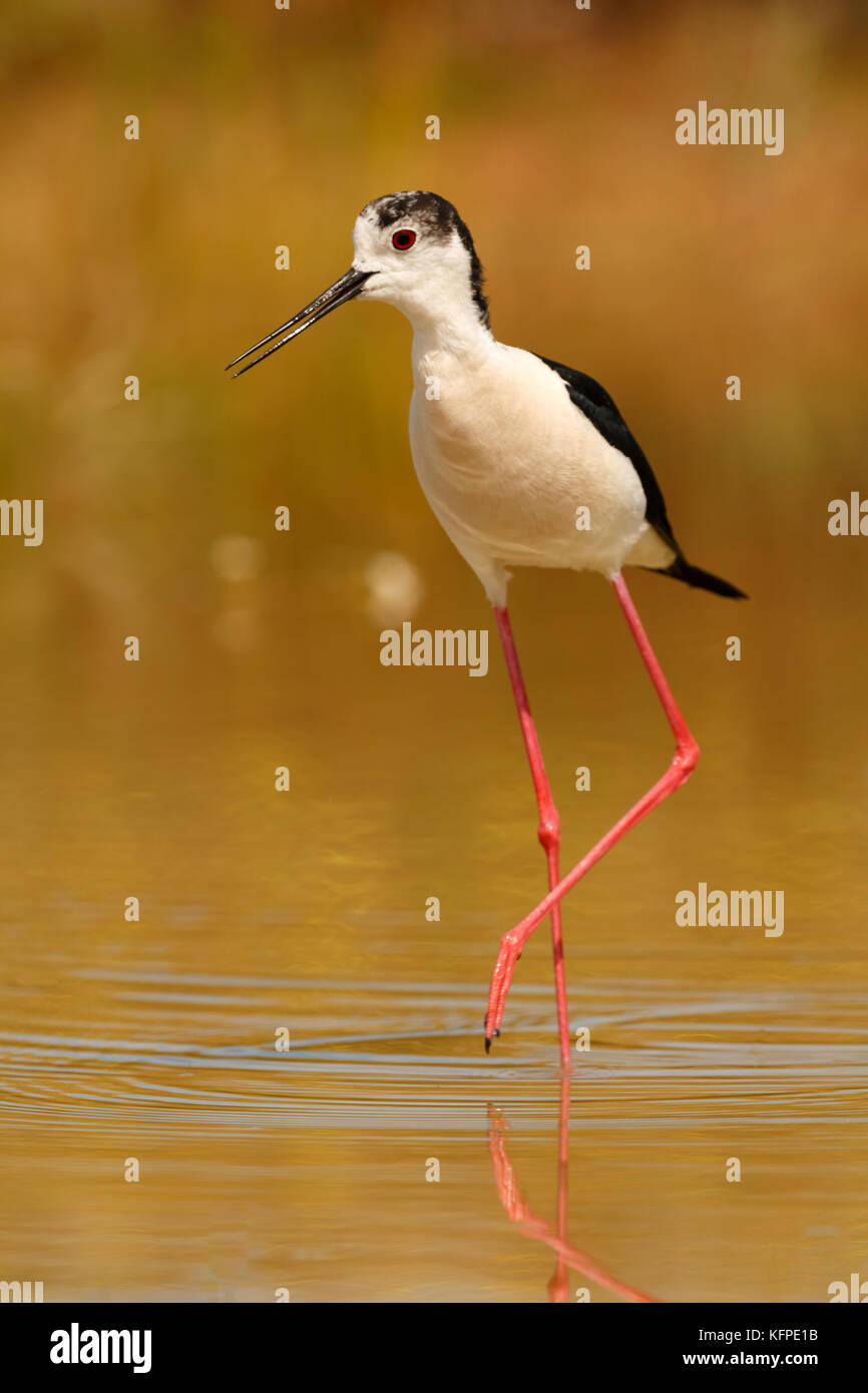 Stilt in a Spanish pond looking for food Stock Photo Alamy