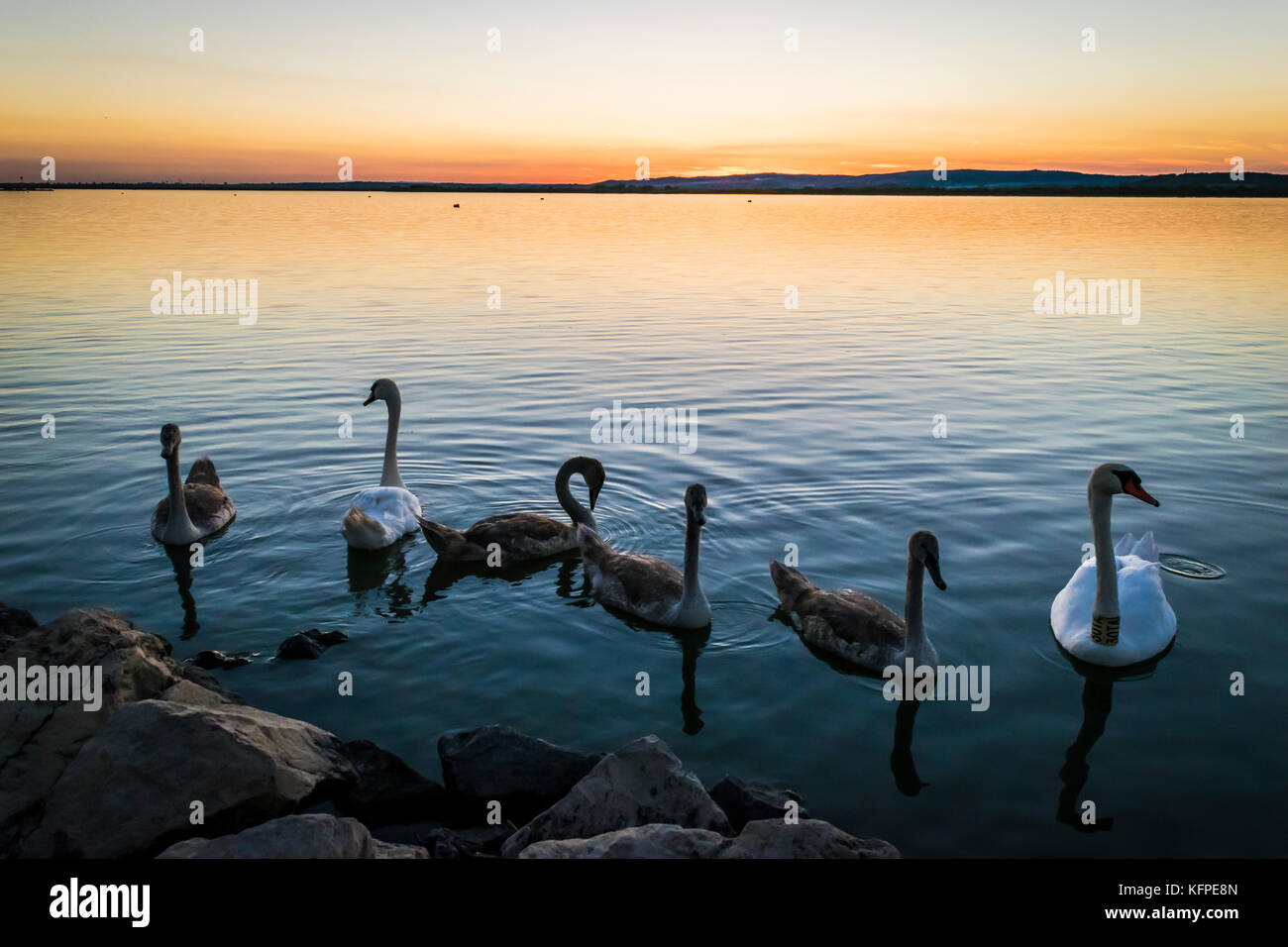 Swans in a lake at sunset. Swan family swims at summer evening close to the shore of lake Velence, Hungary. Stock Photo