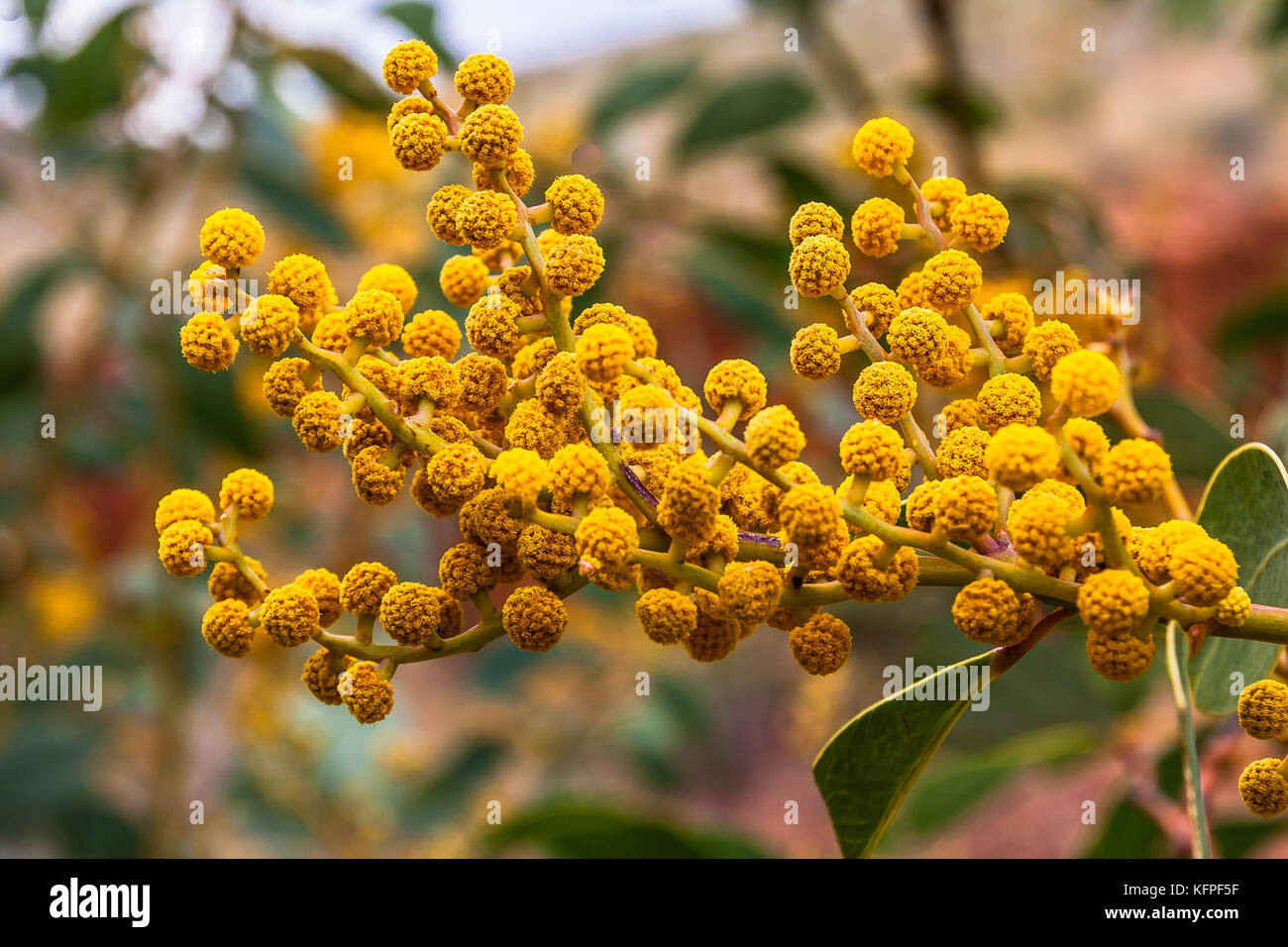 Acacia australia hi-res stock photography and images - Alamy