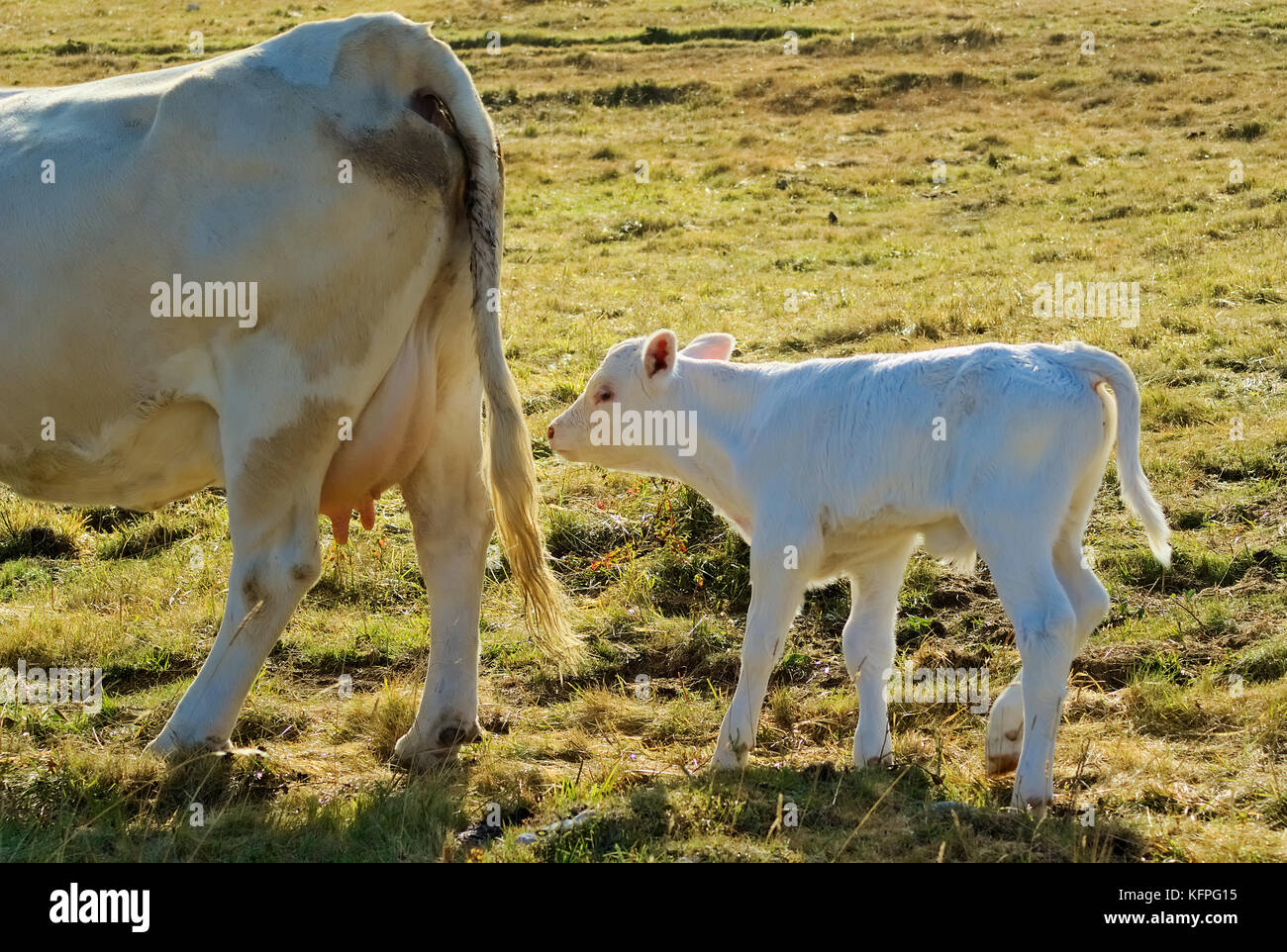 Mother cow and her calf in the mountain of Vercors. (French Alps) Stock Photo