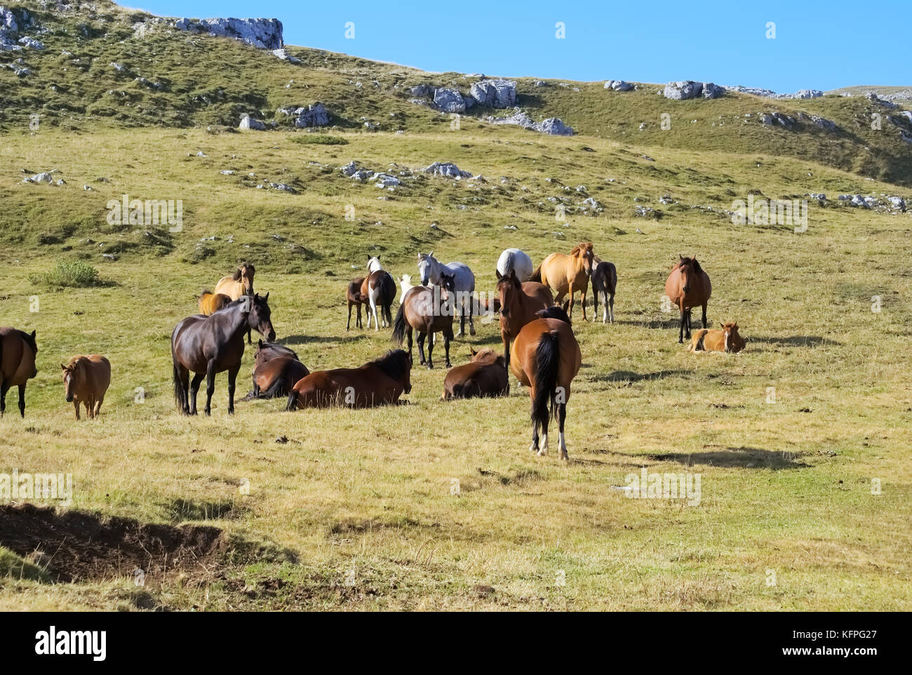 Horse breed of Barraquand in the Vercors mountains of France in summer Stock Photo