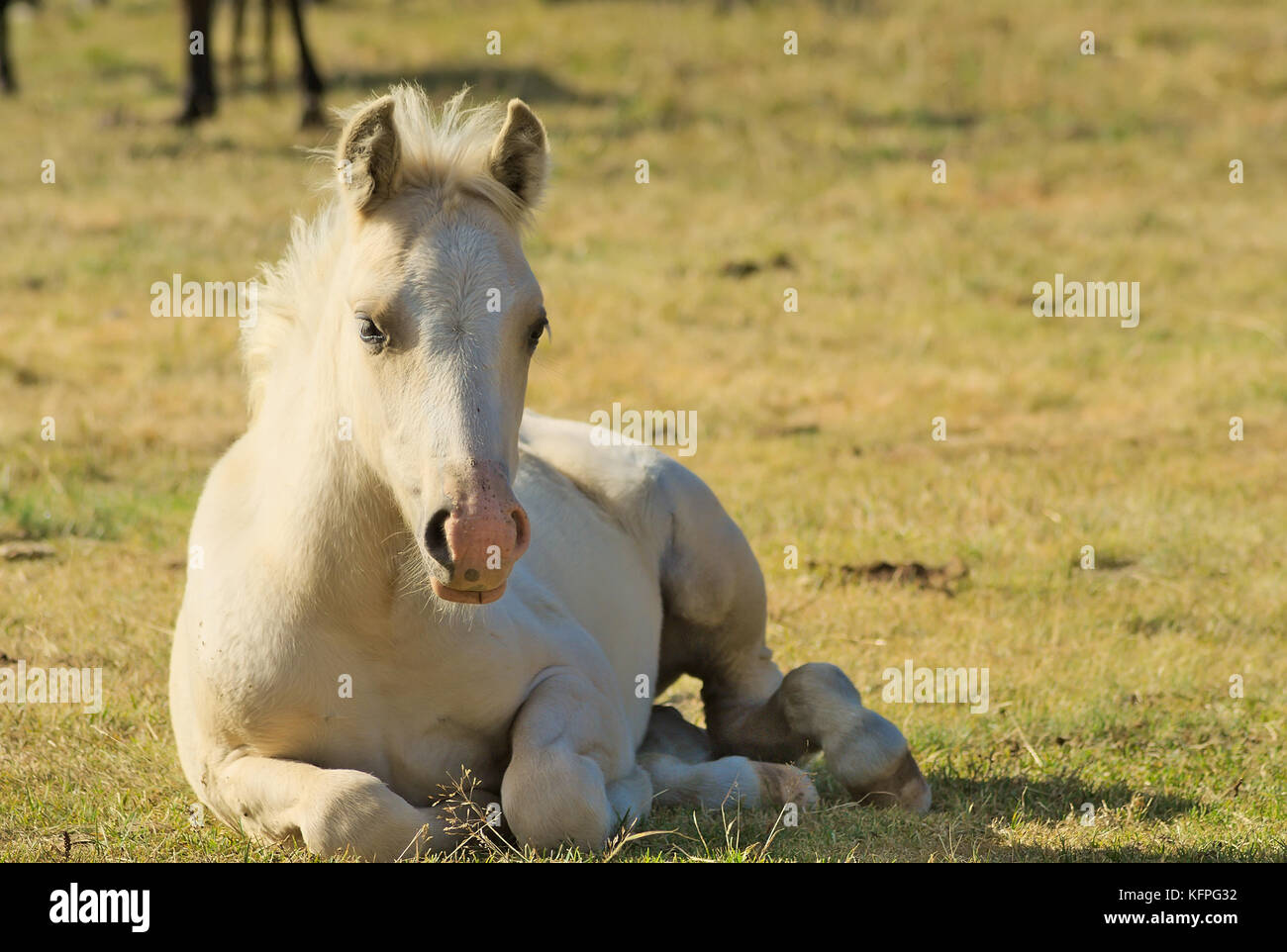 White lying down horse in a mountain pasture. Location :  Vercors, France. Stock Photo