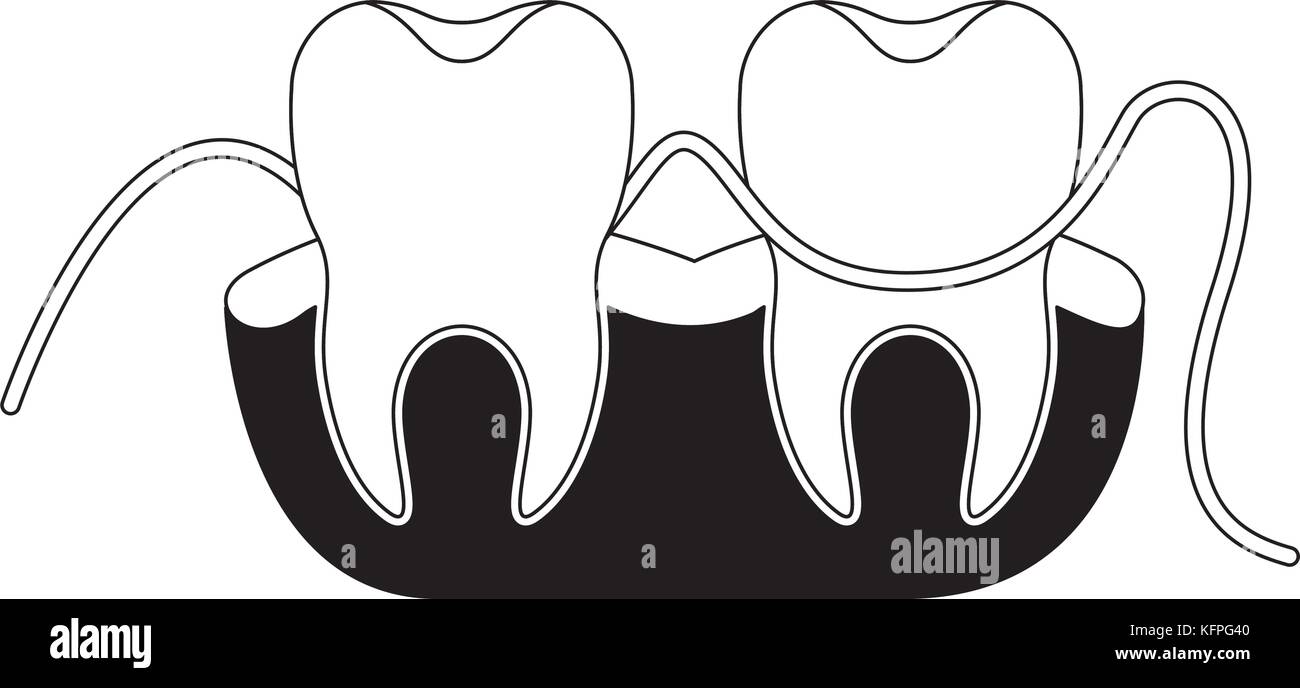 teeth and gums with dental floss between them in black silhouette Stock  Vector Image & Art - Alamy