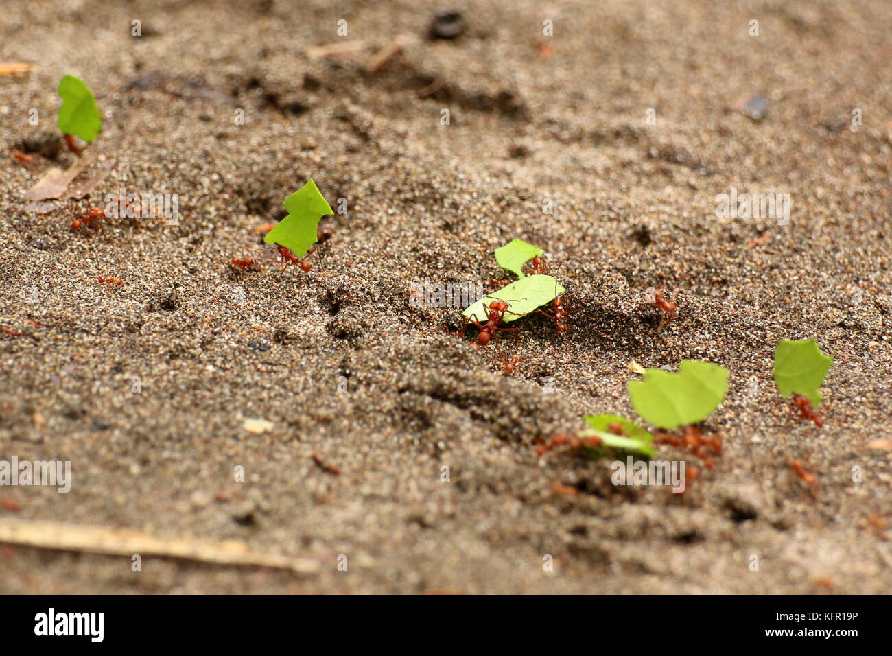 Leaf cutter ants at work, transporting small pieces of cutted leaves to their anthill. Leaf-Cutting Ants (Atta cephalotes) or zampopas in spanish. Stock Photo