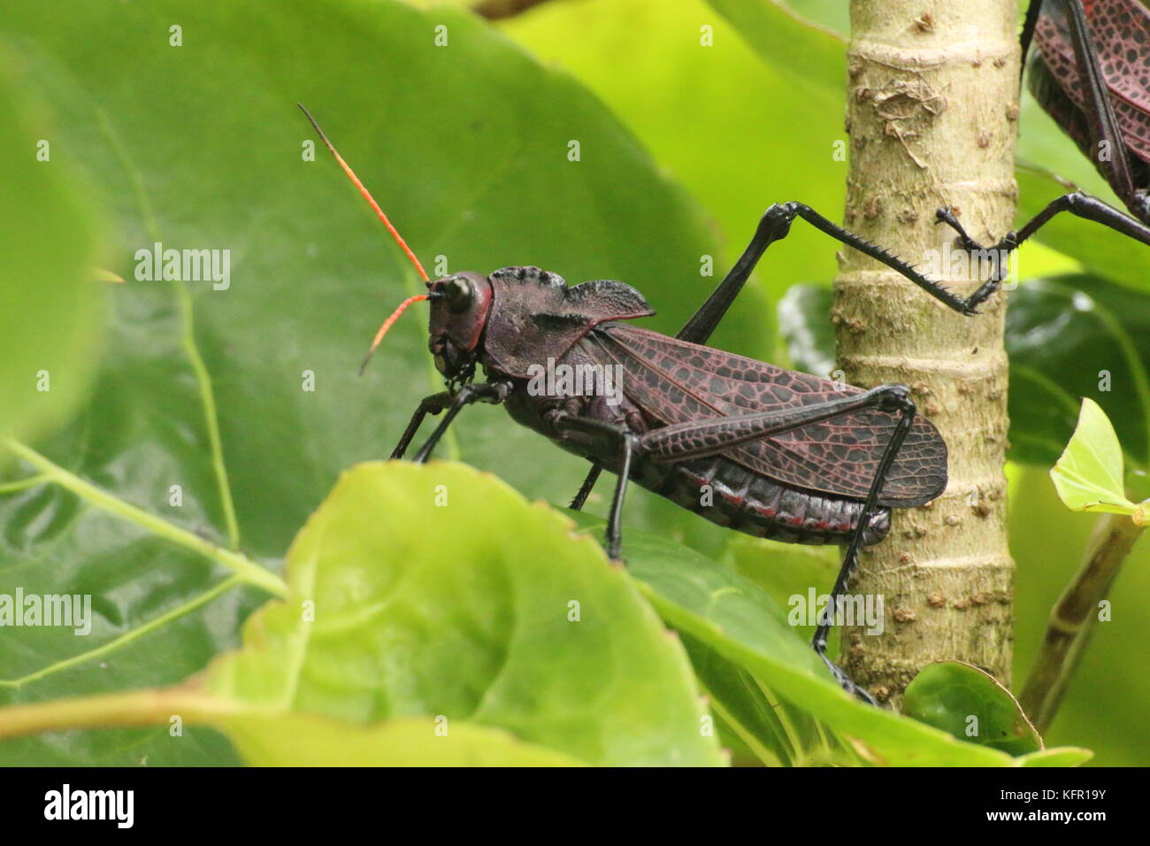 Big red-winged grasshopper in the costa rican rainforest. Tortuguero National Park.. Stock Photo