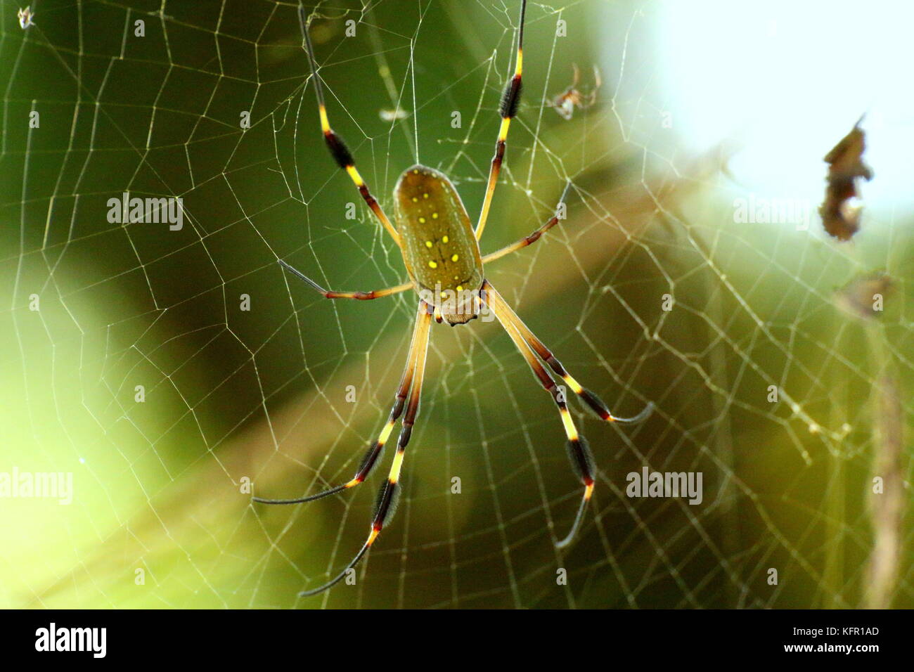A Golden orb spider or banana spider (Nephila clavipes), waiting in its