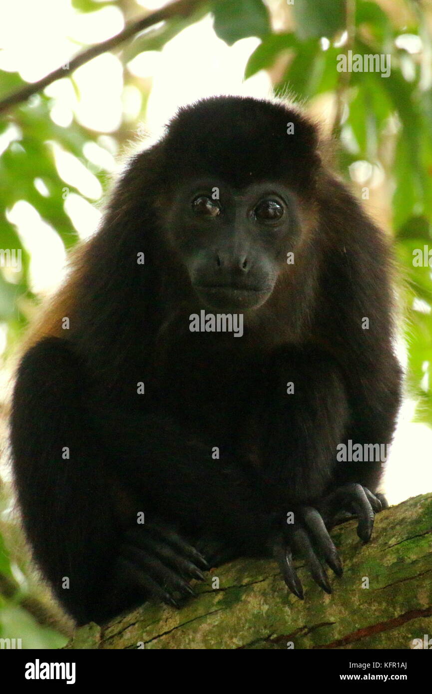 A young Young Mantled Howler Monkey (Alouatta Palliata) in the costa rican rainforest, Tortuguero National Park. Stock Photo