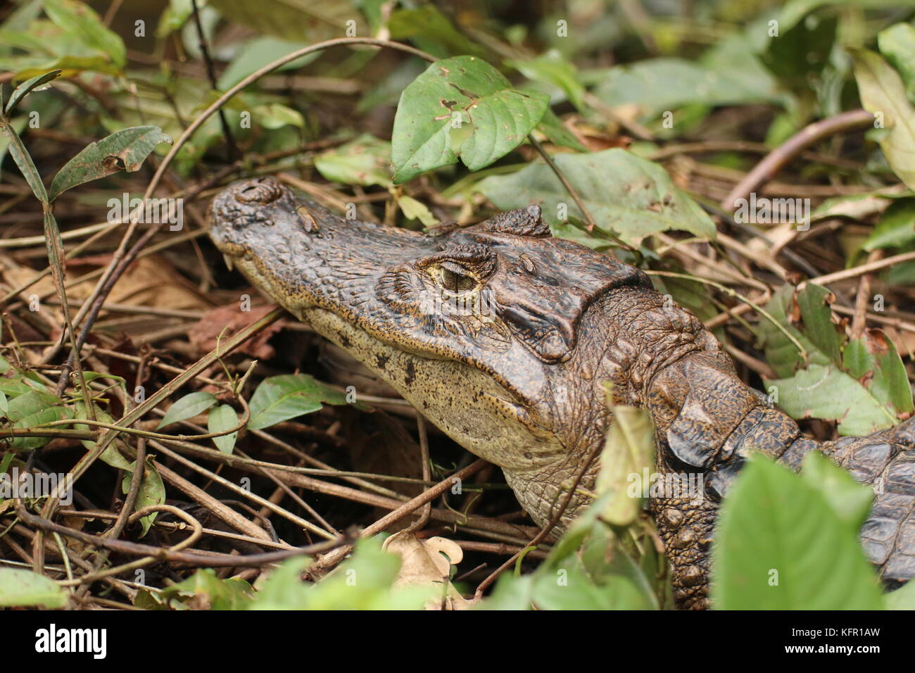 A young caiman (caiman cocodrilus) hiding in the Costa Rican rainforest. Stock Photo
