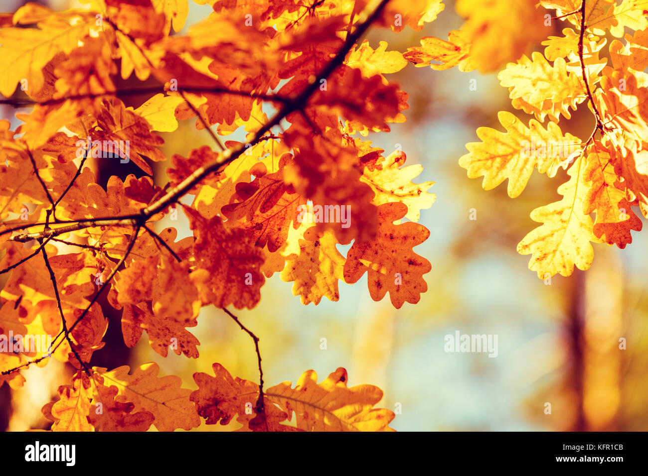 Oak branch with orange leaves in the forest in autumn Stock Photo - Alamy