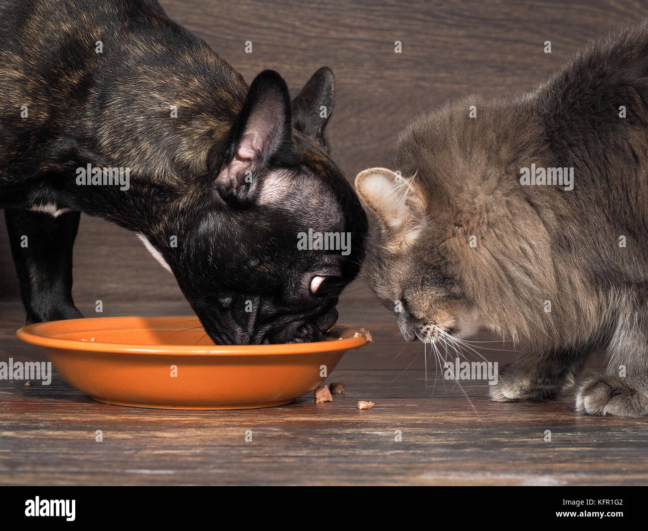 Cat and Dog eating food from a plate on the floor Stock Photo Alamy