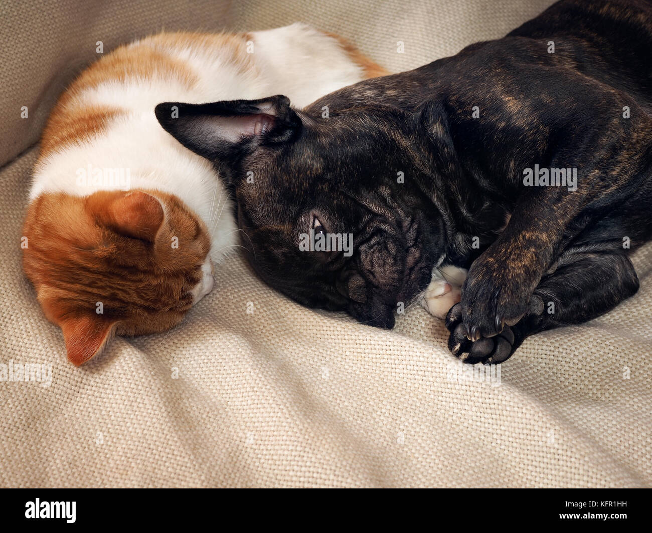 Dog sleeping with cat hugging Cat's paw. Stunning display of feelings in animals Stock Photo Alamy
