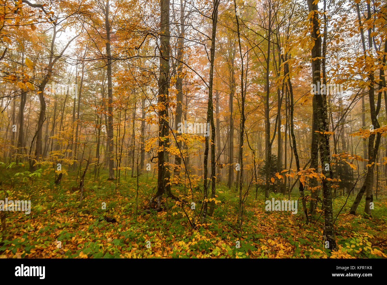 Fantasy landscape of the mysterious autumn forest Stock Photo - Alamy