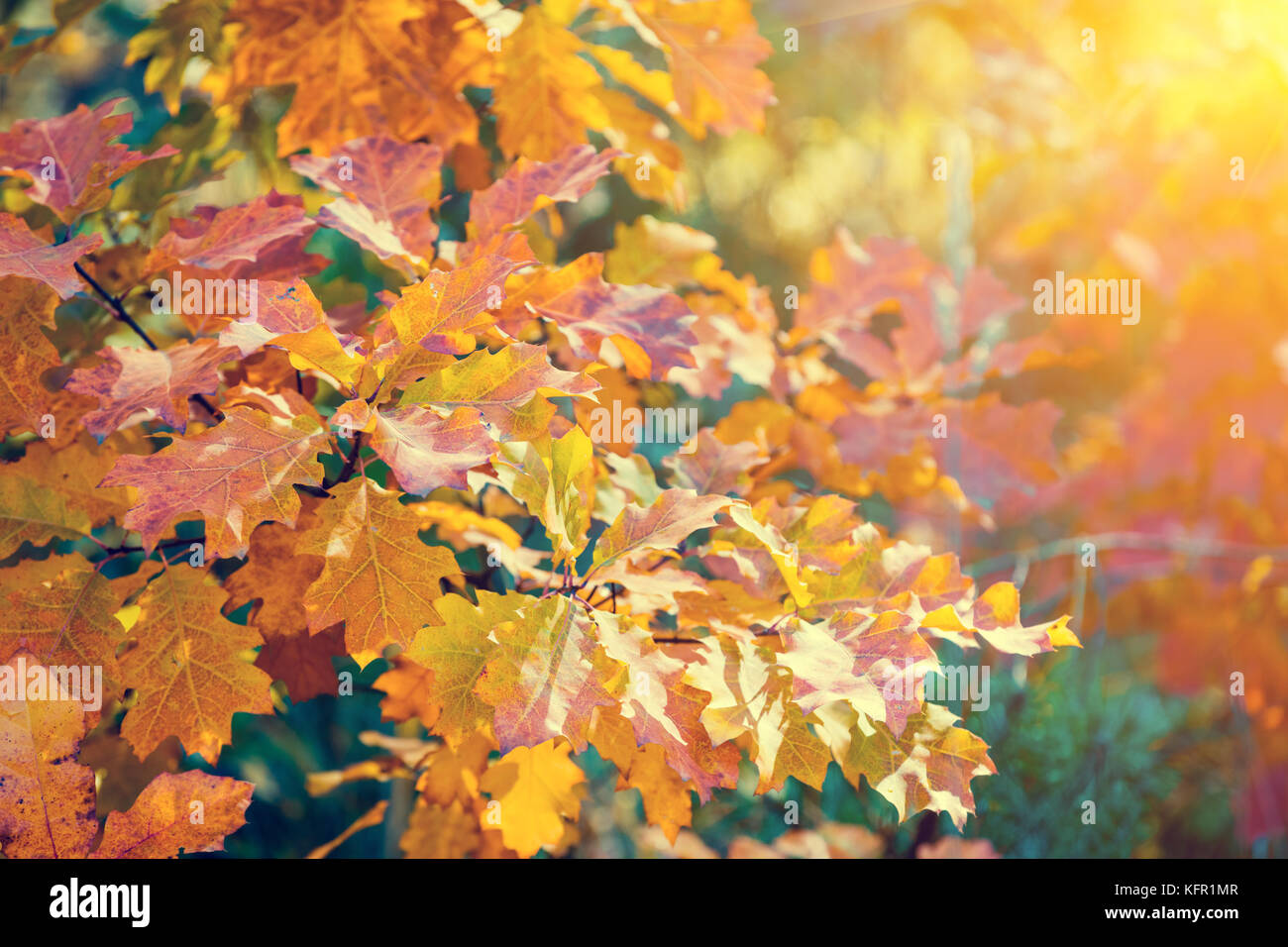 Oak branch with colorful leaves in the forest in autumn Stock Photo - Alamy