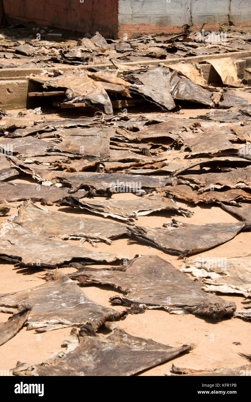 Animal skins africa hi-res stock photography and images - Alamy