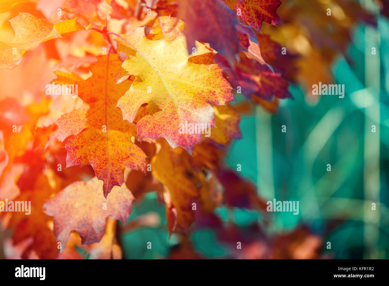 Oak branch with orange leaves in the forest in autumn Stock Photo - Alamy