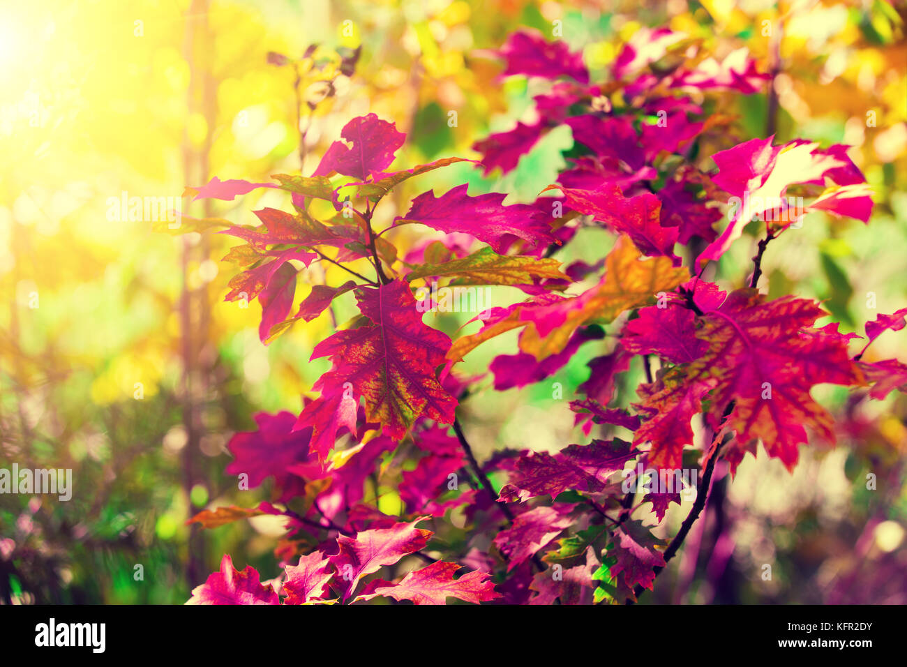 Oak branch with red leaves in the forest in autumn Stock Photo - Alamy