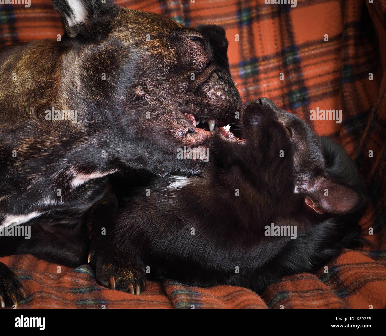 Fight dogs and cats. The animals are black. Claws teeth can be seen