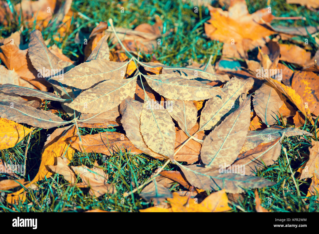 Golden fallen leaves hi-res stock photography and images - Alamy