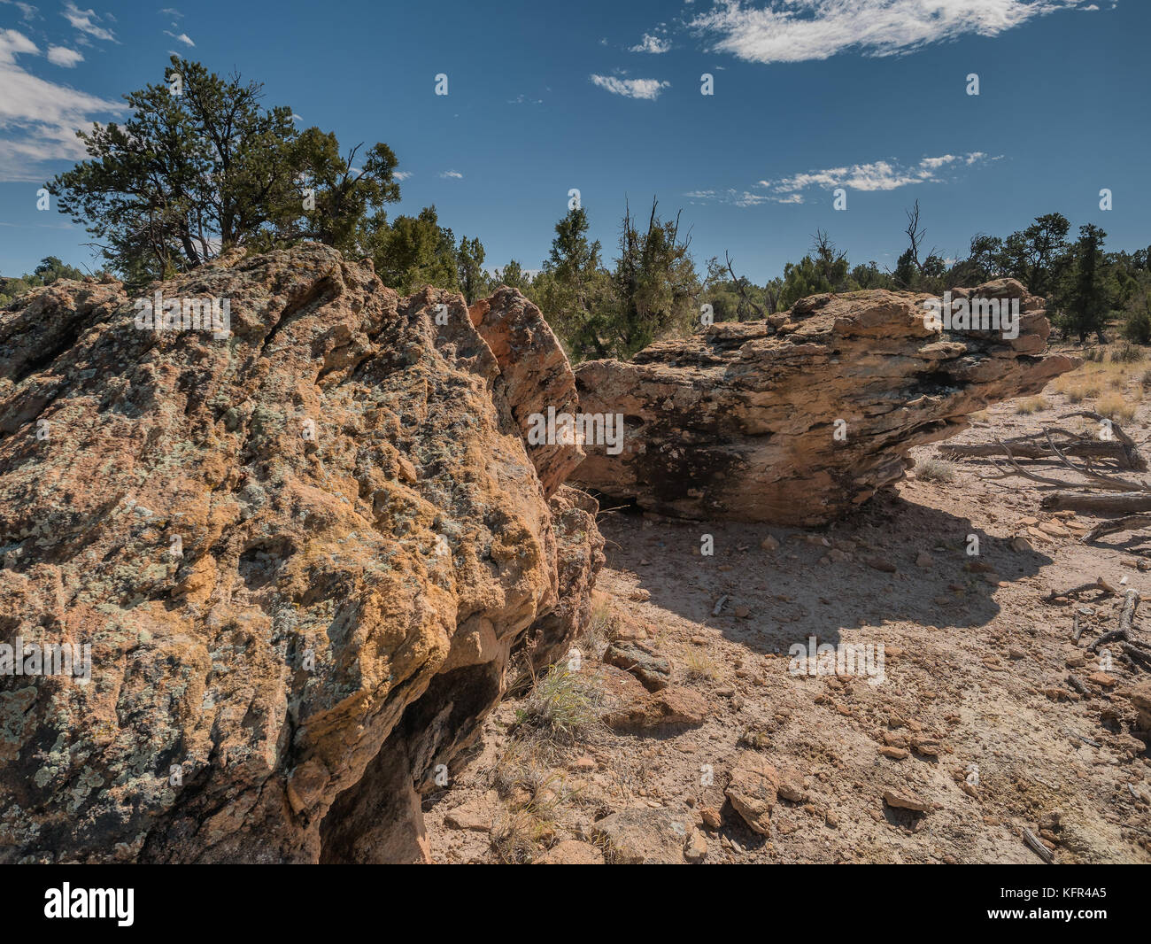Petrified wood in Escalante Petrified Forest State Park in Utah US Stock Photo