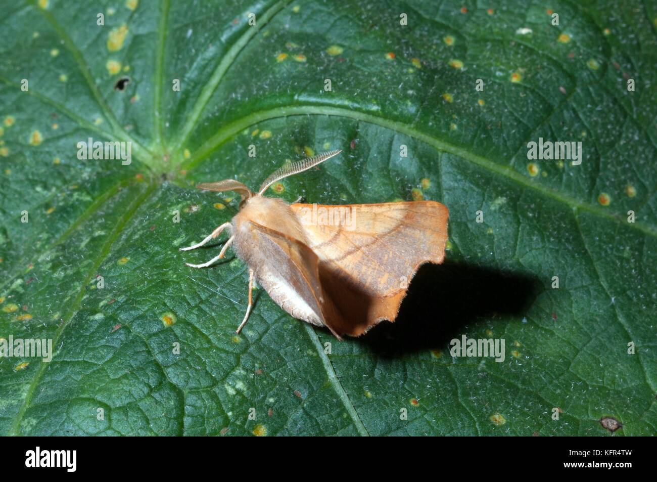 Dusky thorn moth at rest on leaf Stock Photo